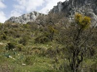 Viscum cruciatum 6, Saxifraga-Jan van der Straaten