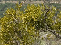 Viscum cruciatum 8, Saxifraga-Jan van der Straaten