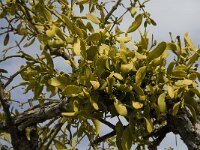 Viscum cruciatum 9, Saxifraga-Jan van der Straaten