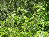 Vitis vinifera 11, Druif, Saxifraga-Rutger Barendse