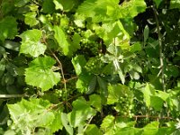 Vitis vinifera 12, Druif, Saxifraga-Rutger Barendse