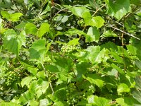 Vitis vinifera 13, Druif, Saxifraga-Rutger Barendse