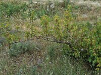 Vitis vinifera 2, Druif, Saxifraga-Jan van der Straaten