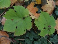 Vitis vinifera 3, Druif, Saxifraga-Rutger Barendse