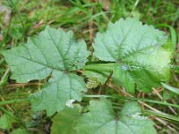 Vitis vinifera 4, Druif, Saxifraga-Rutger Barendse