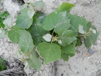 Vitis vinifera 5, Druif, Saxifraga-Rutger Barendse