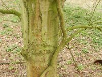 Vitis vinifera 6, Druif, Saxifraga-Rutger Barendse