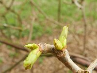 Vitis vinifera 7, Druif, Saxifraga-Rutger Barendse