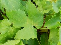 Vitis vinifera vinifera 10, Saxifraga-Rutger Barendse