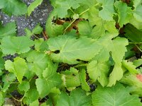 Vitis vinifera vinifera 8, Saxifraga-Rutger Barendse