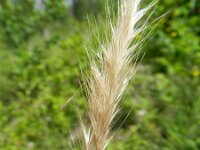 Vulpia ciliata 5, Saxifraga-Rutger Barendse