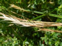 Vulpia ciliata 6, Saxifraga-Rutger Barendse