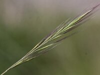 Vulpia ciliata ssp ambigua 2, Duinlangbaardgras, Saxifraga-Peter Meininger