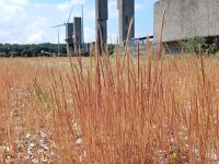 Vulpia ciliata ssp ambigua 3, Duinlangbaardgras, Saxifraga-Peter Meininger