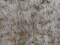 Vulpia membranacea 1, Zandlangbaardgras, Saxifraga-Peter Meininger