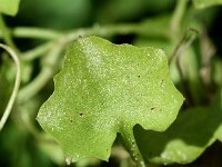 Wahlenbergia hederacea 14, Klimopklokje, Saxifraga-Sonja Bouwman  962. Klimopklokje - Wahlenbergia hederacea - Campanulaceae familie (i)