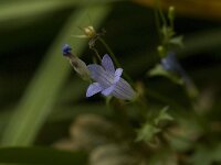 Wahlenbergia hederacea 2, Klimopklokje, Saxifraga-Willem van Kruijsbergen