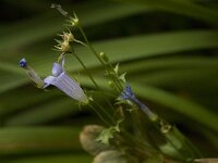 Wahlenbergia hederacea 3, Klimopklokje, Saxifraga-Willem van Kruijsbergen