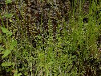 Wahlenbergia hederacea 9, Klimopklokje, Saxifraga-Ed Stikvoort