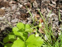Waldsteinia ternata 2, Saxifraga-Rutger Barendse