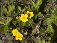 Waldsteinia ternata 4, Saxifraga-Jan van der Straaten
