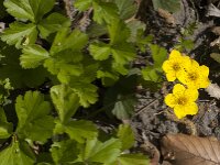 Waldsteinia ternata 5, Saxifraga-Jan van der Straaten
