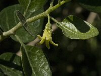 Withania frutescens 2, Saxifraga-Jan van der Straaten