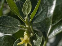 Withania frutescens 3, Saxifraga-Willem van Kruijsbergen