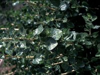 Withania frutescens 7, Saxifraga-Jan van der Straaten