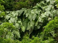 Woodwardia radicans 3, Saxifraga-Hans Grotenhuis