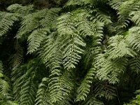 Woodwardia radicans 4, Saxifraga-Hans Grotenhuis