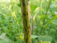 Xanthium orientale 2, Saxifraga-Rutger Barendse