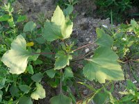 Xanthium orientale 3, Saxifraga-Rutger Barendse