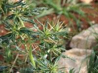 Xanthium spinosum 2, Stekende stekelnoot, Saxifraga-Jasenka Topic