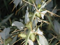 Xanthium spinosum 3, Stekende stekelnoot, Saxifraga-Jasenka Topic