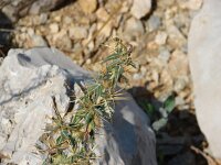 Xanthium spinosum 4, Stekende stekelnoot, Saxifraga-Jasenka Topic