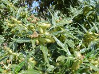 Xanthium spinosum 6, Stekende stekelnoot, Saxifraga-Rutger Barendse