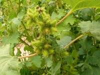 Xanthium strumarium 20, Late stekelnoot, Saxifraga-Hans Grotenhuis