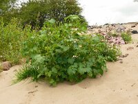 Xanthium strumarium 21, Late stekelnoot, Saxifraga-Hans Grotenhuis