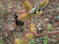 Xanthium strumarium 5, Late stekelnoot, Saxifraga-Rutger Barendse