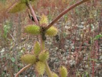 Xanthium strumarium 6, Late stekelnoot, Saxifraga-Rutger Barendse