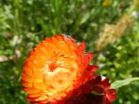 Xerochrysum bracteatum 2, Saxifraga-Rutger Barendse