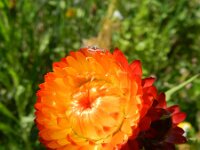 Xerochrysum bracteatum 3, Saxifraga-Rutger Barendse