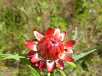Xerochrysum bracteatum 4, Saxifraga-Rutger Barendse