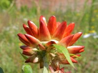 Xerochrysum bracteatum 5, Saxifraga-Rutger Barendse