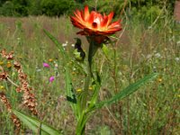 Xerochrysum bracteatum 6, Saxifraga-Rutger Barendse