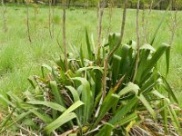 Yucca flaccida 10, Saxifraga-Rutger Barendse