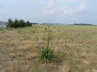 Yucca flaccida 11, Saxifraga-Rutger Barendse