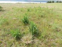 Yucca flaccida 12, Saxifraga-Rutger Barendse