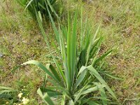 Yucca flaccida 2, Saxifraga-Rutger Barendse